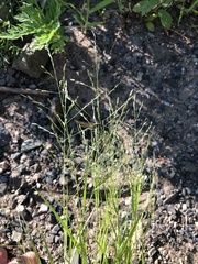 Eragrostis pectinacea pectinacea