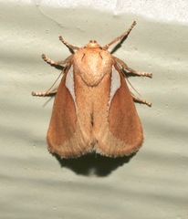 Prolimacodes trigona