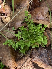 Selaginella pallescens