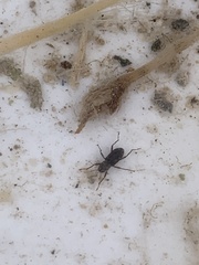 Stenelmis calida