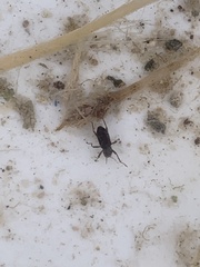 Stenelmis calida