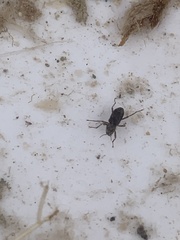 Stenelmis calida