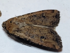Euxoa ochrogaster