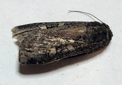 Actebia fennica