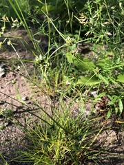 Cyperus lupulinus macilentus