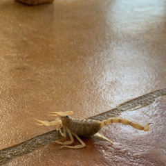 Paravaejovis confusus