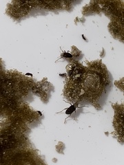 Stenelmis calida
