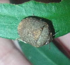 Stethaulax marmorata