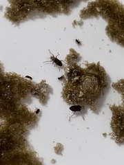 Stenelmis calida
