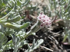 Chaenactis thompsonii