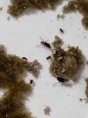 Stenelmis calida