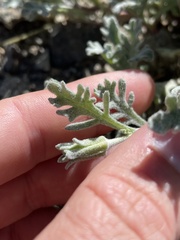 Chaenactis thompsonii