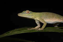 Anolis punctatus