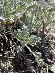 Chaenactis thompsonii