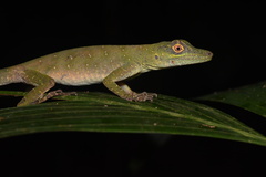 Anolis punctatus