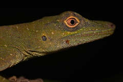 Anolis punctatus