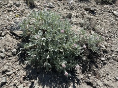 Chaenactis thompsonii