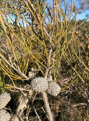 Allocasuarina mackliniana