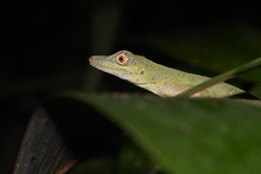 Anolis punctatus