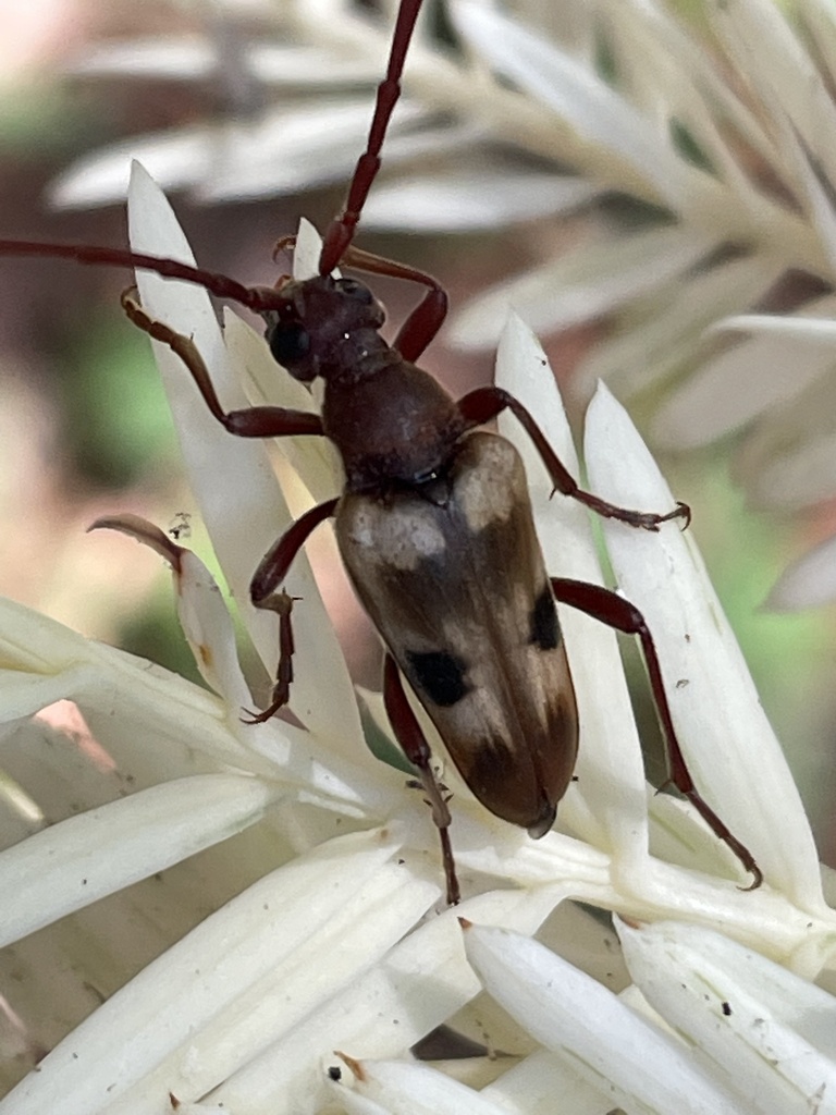 Dorcasina matthewsii