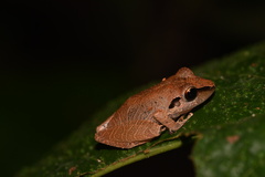 Pristimantis reichlei