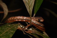 Chironius multiventris
