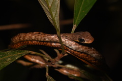 Chironius multiventris
