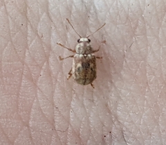 Demotina modesta
