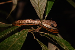 Chironius multiventris
