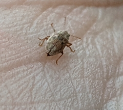 Demotina modesta
