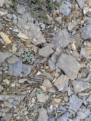 Artemisia senjavinensis