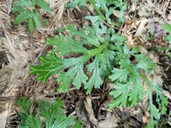 Selaginella doederleinii