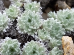 Artemisia senjavinensis