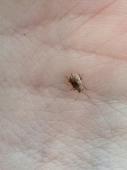 Demotina modesta