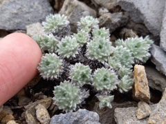 Artemisia senjavinensis