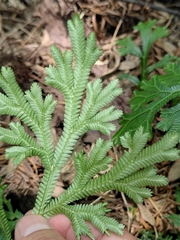 Selaginella doederleinii