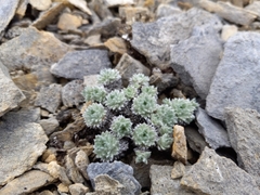 Artemisia senjavinensis