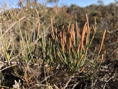 Allocasuarina mackliniana