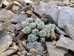 Artemisia senjavinensis