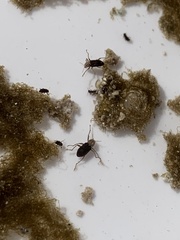 Microcylloepus