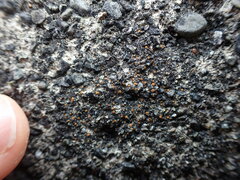 Polycauliona inconspecta