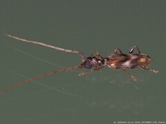 Stenhomalus taiwanus