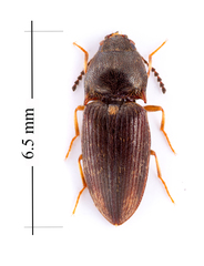 Hypnoidus abbreviatus