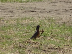 Turdus migratorius