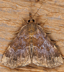 Hypena sordidula