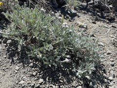 Chaenactis thompsonii