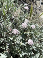 Chaenactis thompsonii