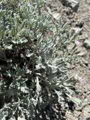 Chaenactis thompsonii