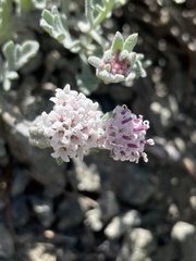 Chaenactis thompsonii