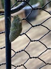 Papilio polyxenes asterius